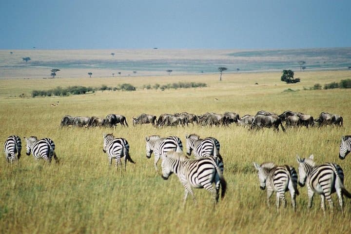 4 Days Group Joining Budget Safari To Masai Mara And Lake Nakuru National Park