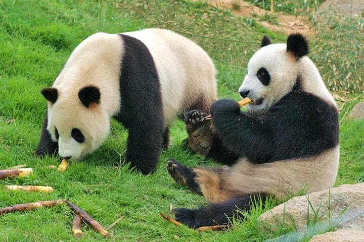 Private Chengdu Impression Day Tour including Panda Base