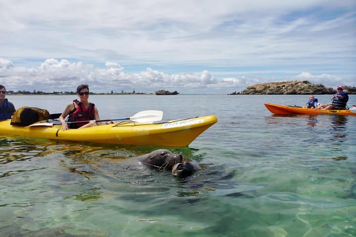 Seal Island and Penguin Island or Point Peron Sea Kayak Tour