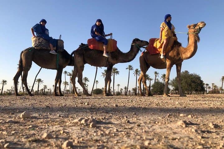 Sunset Camel Ride in the Palm Groves of Marrakech