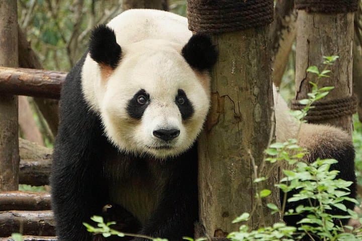 Private Full-Day Tour: Chengdu City Highlights