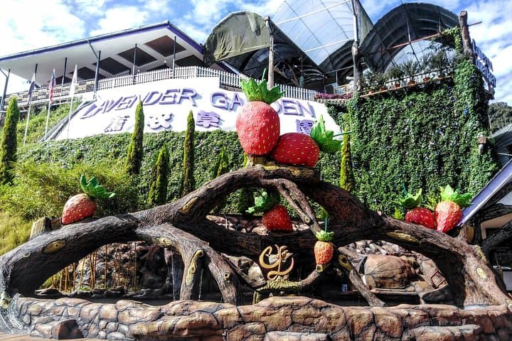 Cameron Highlands Day Trip From Kuala Lumpur