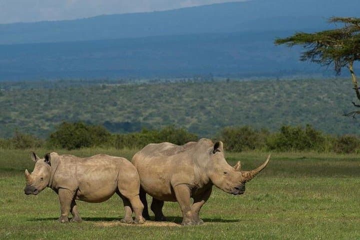 Safari at Tala Game Reserve Natal Lion Park & Phezulu from Durban