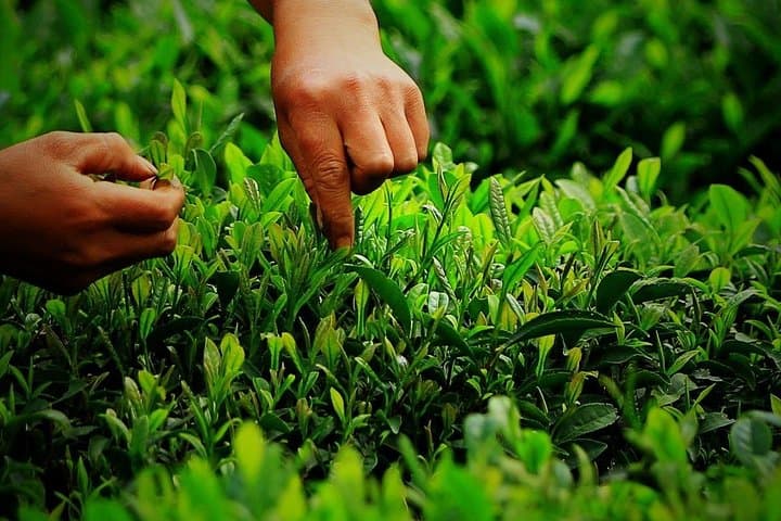 Hangzhou Authentic Longjing Tea Culture Experience Tour