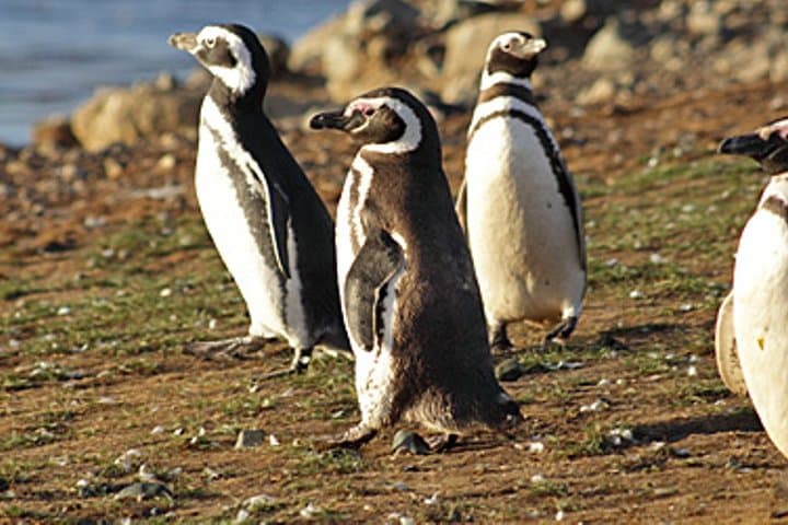 Penguin walk in Ushuaia + navigation option