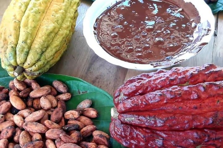 Cacao Tour in Medellín