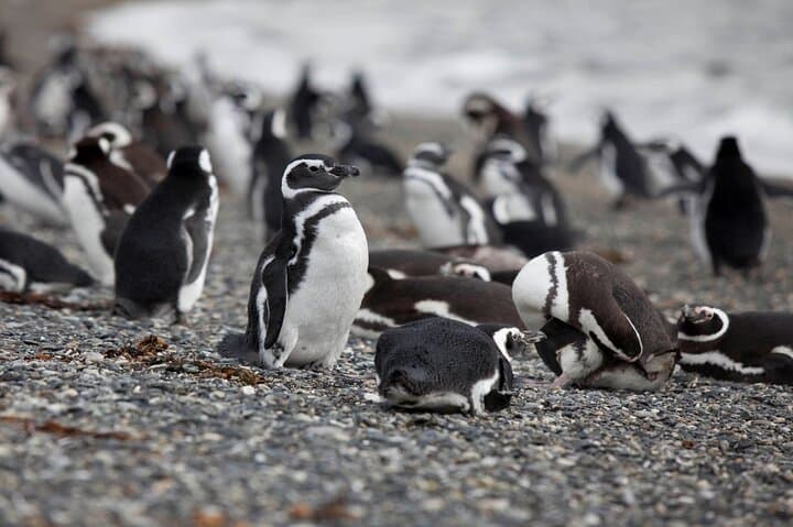 Martillo Island: Boat Trip to the Penguin Colony & Beagle Channel