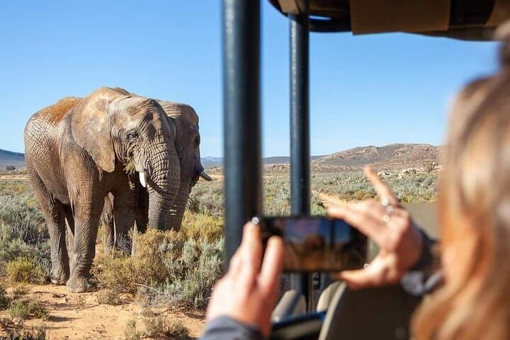 Big Five Safari Experience Near Cape Town ,South Africa