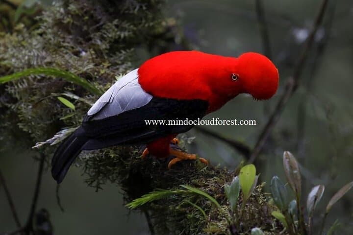 Mindo Cloud Forest Day Tours PRIVATE by Richard Hernandez