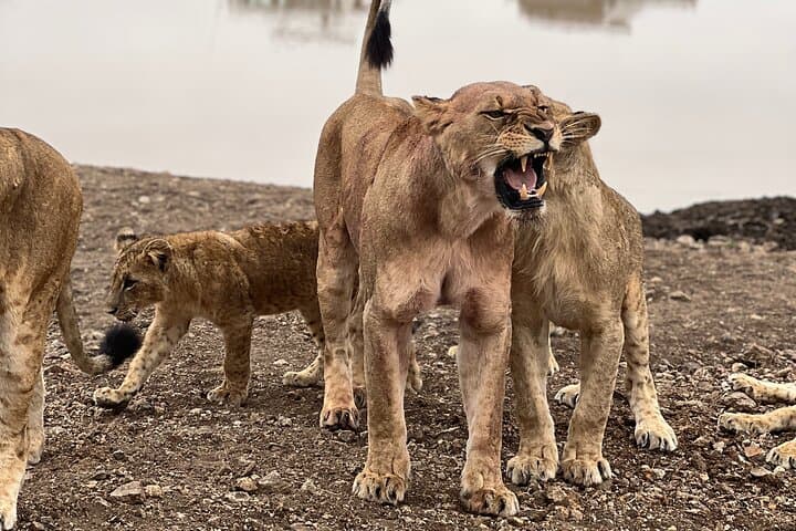Safari In Nairobi Kenya National Park Half day Tour