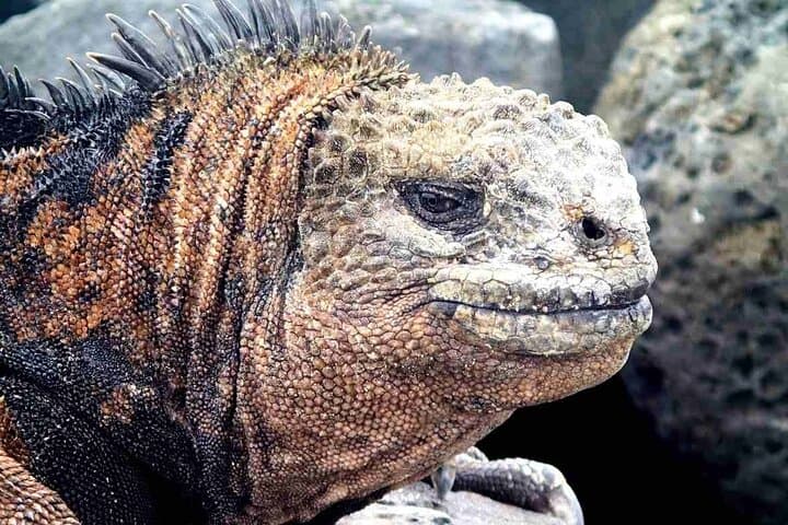 6 Days Galapagos Island Hopping