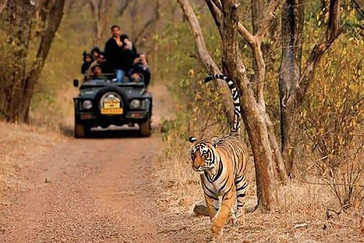 Private Tour from Delhi to Sariska Safari and Jaipur (1N/2D)