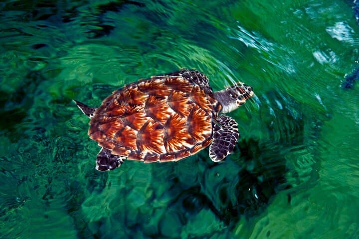 "Discover Fiji's Hidden Gems: Eco Park, Pottery Village & Dunes!"