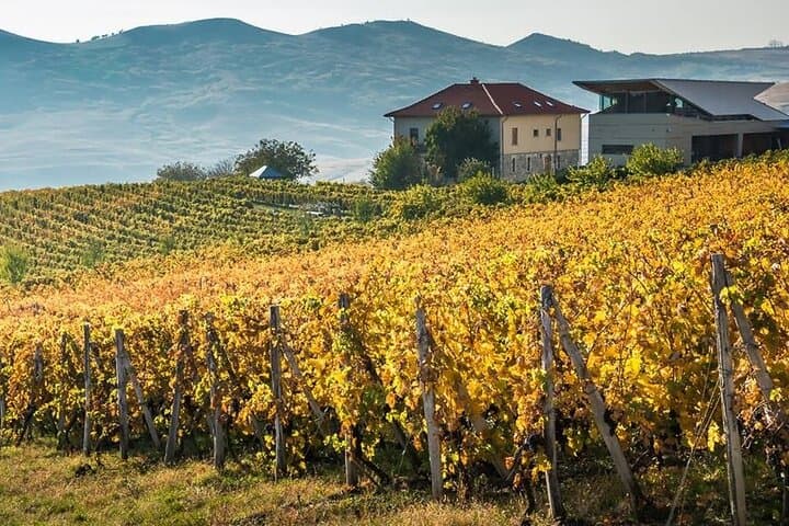 From Bucharest: Private Dealu Mare Wine Tasting Tour