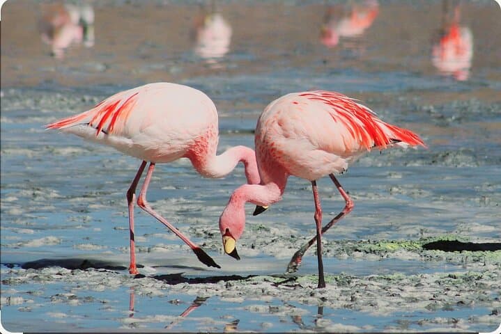 Birds Lovers At West Coast Western Cape