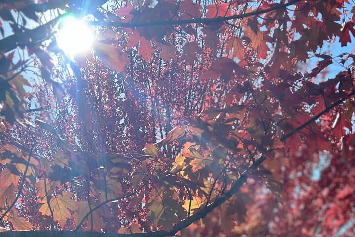 Full-Day Tour in South Australia Highlights