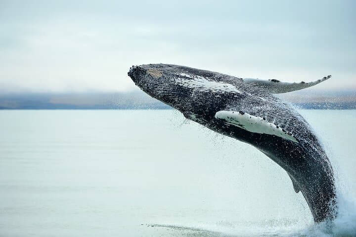 Kaikoura Whale Watch Tour from Christchurch - Small Group