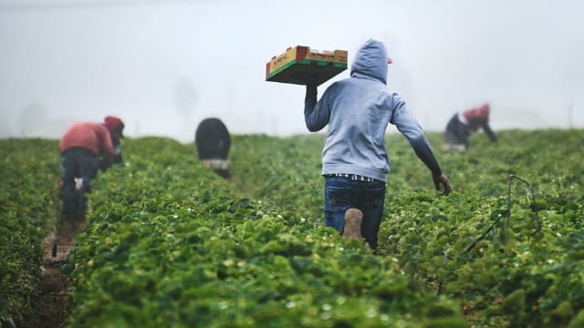 Farming Experience in Chile