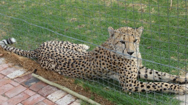 Cheetah Conservation in South Africa