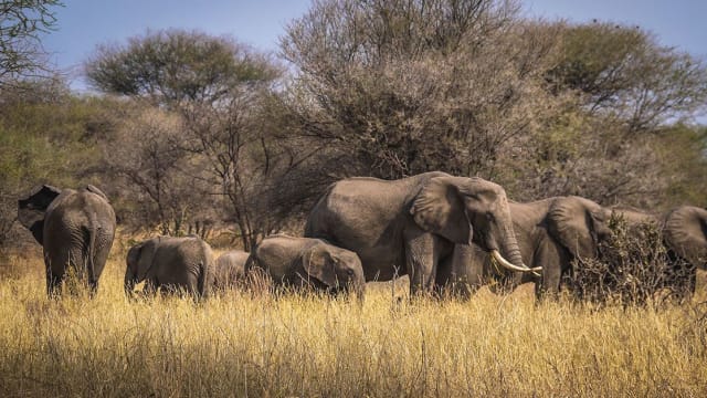 Culture Week in Tanzania